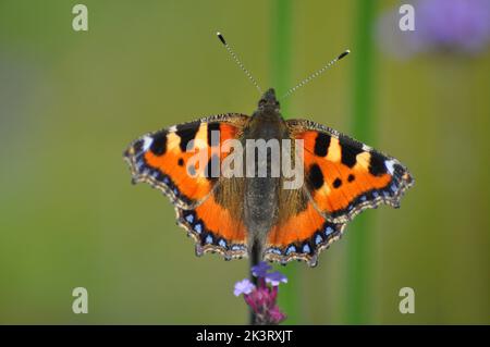 Petit papillon Tortoiseshell (Alglais urticae) se nourrissant d'une fleur de verveine bonariensis sur le fond flou des fleurs de prairie - Angleterre Banque D'Images