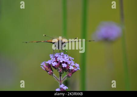 Petit papillon Tortoiseshell (Alglais urticae) se nourrissant d'une fleur de verveine bonariensis sur le fond flou des fleurs de prairie - Angleterre Banque D'Images