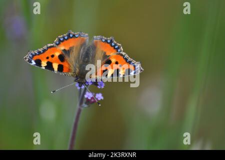 Petit papillon Tortoiseshell (Alglais urticae) se nourrissant d'une fleur de verveine bonariensis sur le fond flou des fleurs de prairie - Angleterre Banque D'Images