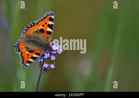 Petit papillon Tortoiseshell (Alglais urticae) se nourrissant d'une fleur de verveine bonariensis sur le fond flou des fleurs de prairie - Angleterre Banque D'Images