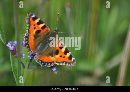 Petit papillon Tortoiseshell (Alglais urticae) se nourrissant d'une fleur de verveine bonariensis sur le fond flou des fleurs de prairie - Angleterre Banque D'Images