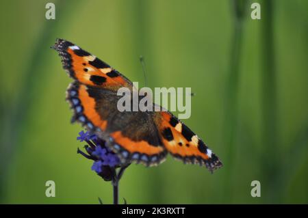 Petit papillon Tortoiseshell (Alglais urticae) se nourrissant d'une fleur de verveine bonariensis sur le fond flou des fleurs de prairie - Angleterre Banque D'Images