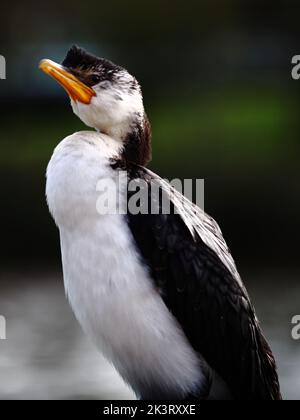 Gros plan vertical d'un adorable oiseau cormorant Banque D'Images