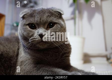 Un joli chat écossais Fold avec des yeux ambrés regardant l'appareil photo. Banque D'Images