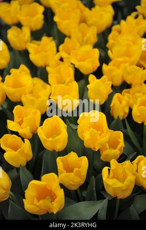 Tulipes à pépins jaunes (Tulipa) Saami fleurissent dans un jardin en avril Banque D'Images