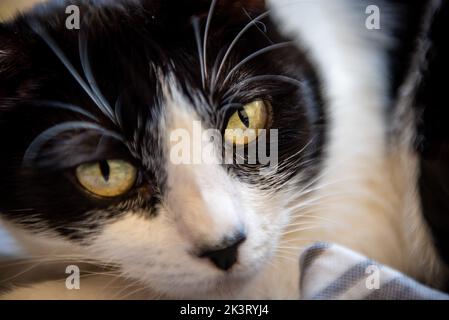Chat domestique close up Banque D'Images