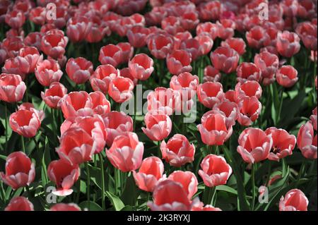 Rose Darwin tulipes hybrides (Tulipa) saumon impression floraison dans un jardin en avril Banque D'Images