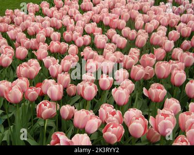 Rose Darwin tulipes hybrides (Tulipa) saumon impression floraison dans un jardin en avril Banque D'Images