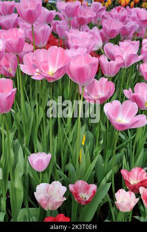 Rose Single tulipes tardives (Tulipa) Sauternes fleurissent dans un jardin en avril Banque D'Images