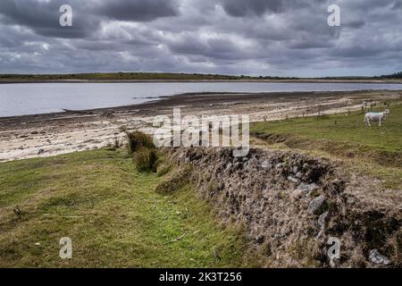 Les restes d'une vieille haie cornouailles exposées par la chute des niveaux d'eau causée par de graves conditions de sécheresse au réservoir du lac Colliford, sur Bodmin Moor In Banque D'Images