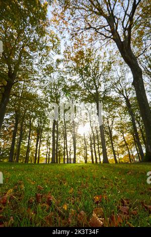 grand et vert dans la forêt Banque D'Images