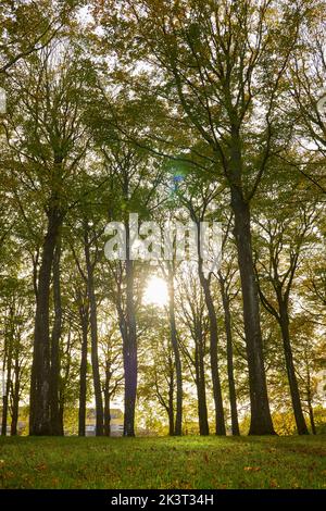 grand et vert dans la forêt Banque D'Images