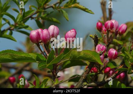 Boutons de fleurs de pomme de crabe au printemps Banque D'Images