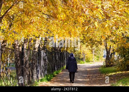 Tunnel d'automne fait d'arbre coloré brunches et femme principale marchant ruelle de forêt, vue arrière.scène de couleurs d'automne, foyer sélectif.distance sociale dans col Banque D'Images