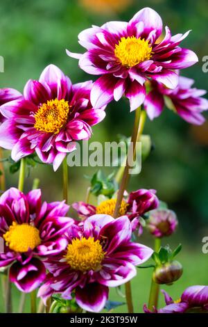 Blanc violet jaune centre fleurs Dahlia 'Liquid Desire' Dahlias, Blooming sur les tiges Banque D'Images