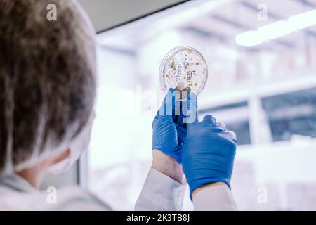 Femme de culture travaillant avec des boîtes de Petri au laboratoire Banque D'Images