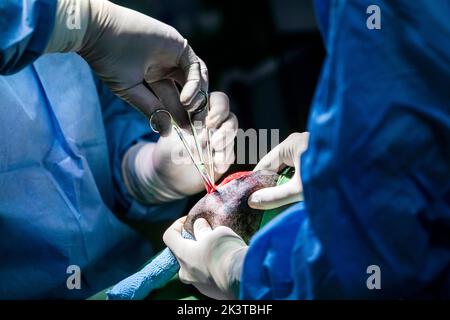 Crop anonyme vétérinaire médecins en latex gants dissection de tissu d'animal avec des ciseaux et scalpel pendant la chirurgie dans la clinique moderne Banque D'Images