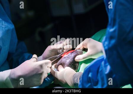 Crop anonyme vétérinaire médecins en latex gants dissection de tissu d'animal avec des ciseaux et scalpel pendant la chirurgie dans la clinique moderne Banque D'Images