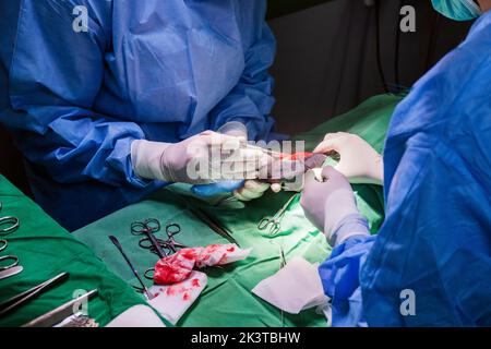 Crop anonyme vétérinaire médecins en latex gants dissection de tissu d'animal avec des ciseaux et scalpel pendant la chirurgie dans la clinique moderne Banque D'Images