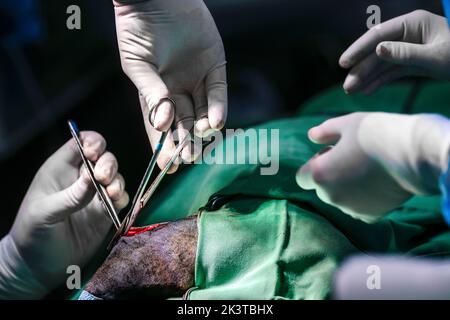 Crop anonyme vétérinaire médecins en latex gants dissection de tissu d'animal avec des ciseaux et scalpel pendant la chirurgie dans la clinique moderne Banque D'Images