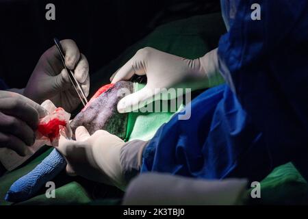 Crop anonyme vétérinaire médecins en latex gants dissection de tissu d'animal avec des ciseaux et scalpel pendant la chirurgie dans la clinique moderne Banque D'Images