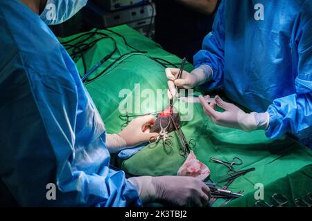 Crop anonyme vétérinaire médecins en latex gants dissection de tissu d'animal avec des ciseaux et scalpel pendant la chirurgie dans la clinique moderne Banque D'Images