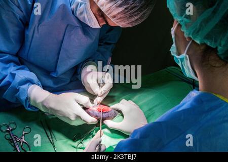 Crop anonyme vétérinaire médecins en latex gants dissection de tissu d'animal avec des ciseaux et scalpel pendant la chirurgie dans la clinique moderne Banque D'Images