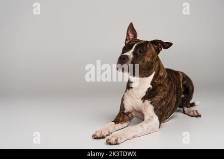 staffordshire bull terrier, couché et regardant loin sur image grise, stock Banque D'Images