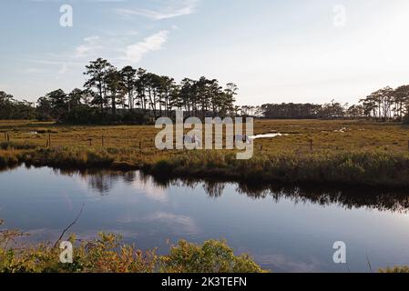 Poneys sauvages dans les marais du refuge national de la faune de Chincoteague, au soleil de la fin de l'après-midi. Banque D'Images