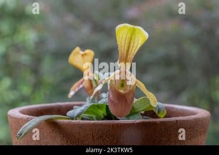 Vue rapprochée de l'espèce d'orchidée colorée paphiopedilum helenae avec des fleurs jaunes et orange rouges isolées sur fond naturel Banque D'Images