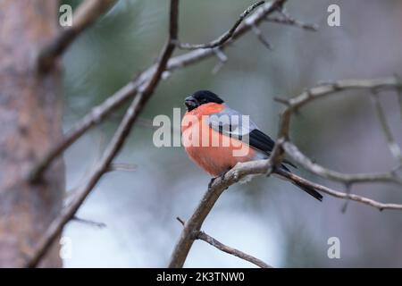 Gimpel, Dompfaff, Männchen, Pyrrhula pyrrhula, bullfinch eurasien, Bullfinch, homme, Bouvreuil pivoine Banque D'Images