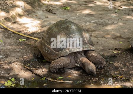 Tortue géante Aldabra sur l'île pénitentiaire de Zanzibar Banque D'Images