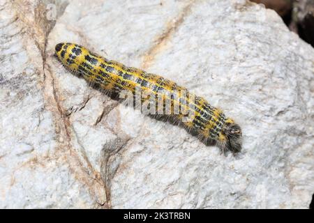 catapilar à bout de buff avec de belles couleurs blanc et jaune et noir Banque D'Images