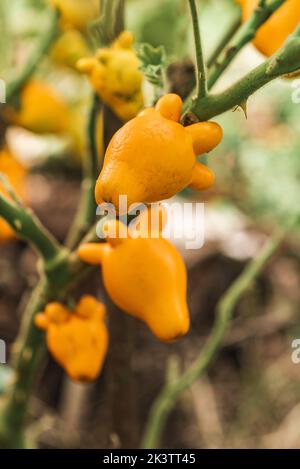 Mise au point douce de la nipplefruit orange poussant sur les branches de la brousse le jour d'été dans le jardin Banque D'Images