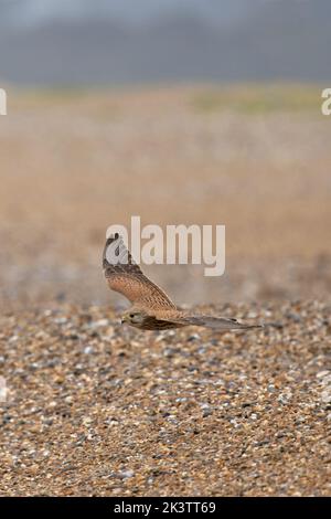 Common Kestrel (Falco tinnunculus) CLEY Norfolk UK GB septembre 2022 Banque D'Images