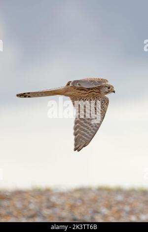 Common Kestrel (Falco tinnunculus) CLEY Norfolk UK GB septembre 2022 Banque D'Images