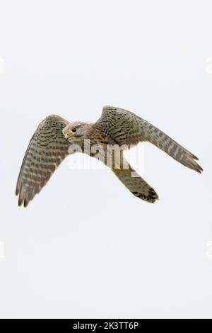 Common Kestrel (Falco tinnunculus) CLEY Norfolk UK GB septembre 2022 Banque D'Images