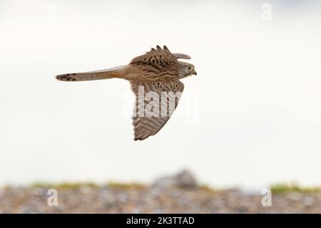 Common Kestrel (Falco tinnunculus) CLEY Norfolk UK GB septembre 2022 Banque D'Images