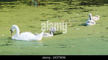 Muet oiseau de cygnets et cygnets de cygne nageant dans des algues vertes a couvert l'eau stagnante du lac pendant l'été chaud 2022 vague de chaleur temps Suffolk East Anglia Angleterre Royaume-Uni Banque D'Images