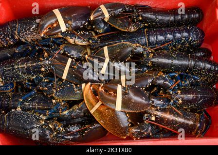 Prise de homard au port de Newlyn à Cornwall, au Royaume-Uni Banque D'Images