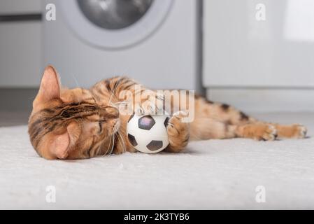 Le chat Bengale joue avec une balle sur le sol. Jouer à Cat. Banque D'Images