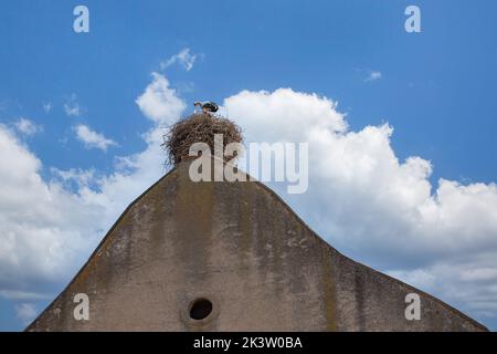 Cigognes dans un nid sur un toit dans un village d'Alsace en France Banque D'Images