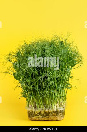 Jeunes pousses juteuses de pois micro-verts gros plan sur fond jaune. La culture des graines à la maison. Production de vitamines nutritio Banque D'Images