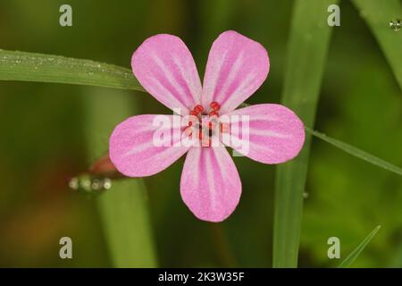 Gros plan sur la fleur rose brillante du renard géranium robertianum fleur sauvage dans le champ Banque D'Images