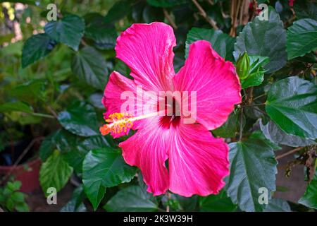 Single.large, rose, hibiscus fleurs sur un fond flou de feuilles vertes -14 Banque D'Images