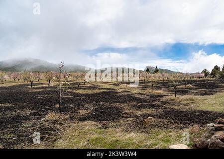 Gran Canaria, Caldera de Tejeda en février, amandiers en pleine floraison, époque du festival des amandiers en fleur, Espagne Banque D'Images