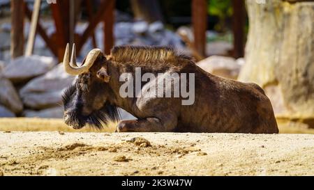 Buffalo reposant sur le sol, couché par une chaude journée. Banque D'Images