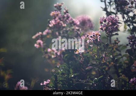 Deutzia en fleur dans une haie Banque D'Images