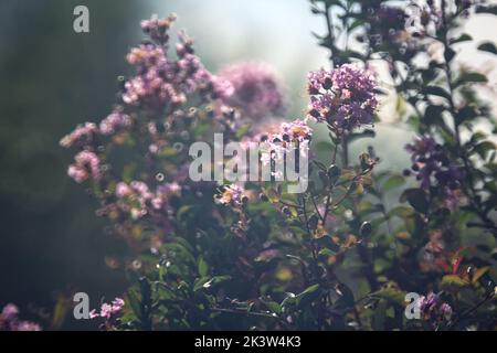 Deutzia en fleur dans une haie Banque D'Images