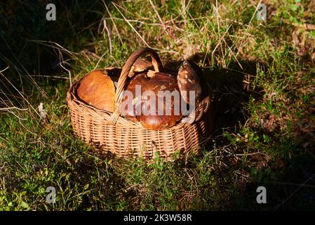 Panier en osier rempli de champignons fraîchement cueillis dans la forêt Banque D'Images